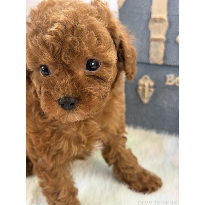 販売中の宮崎県のタイニープードル-452772の6枚目