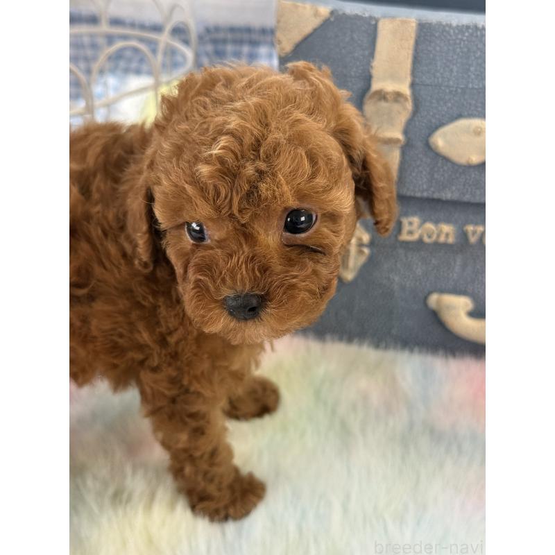 販売中の宮崎県のタイニープードル-452772の5枚目