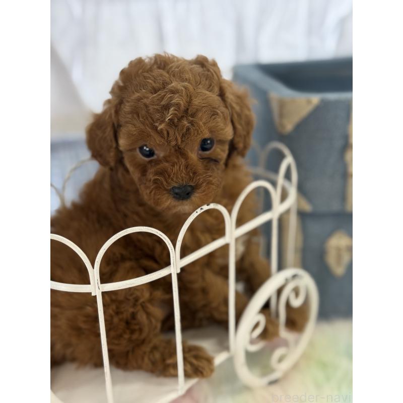 販売中の宮崎県のタイニープードル-452772の4枚目