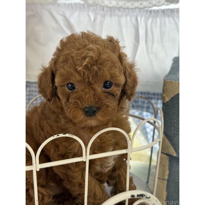 販売中の宮崎県のタイニープードル-452772の3枚目