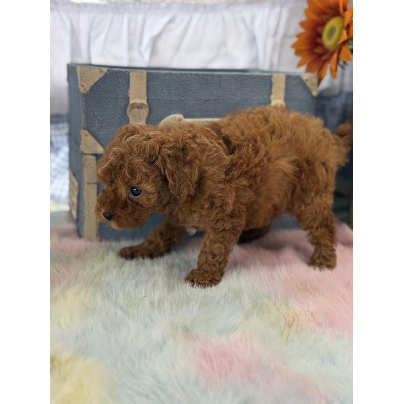 販売中の宮崎県のタイニープードル-452772の2枚目