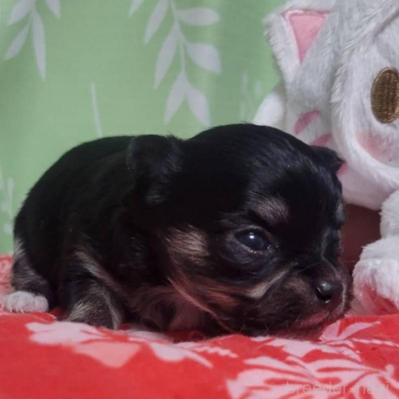 販売中の栃木県のチワワ(ロングコート)-452768の5枚目