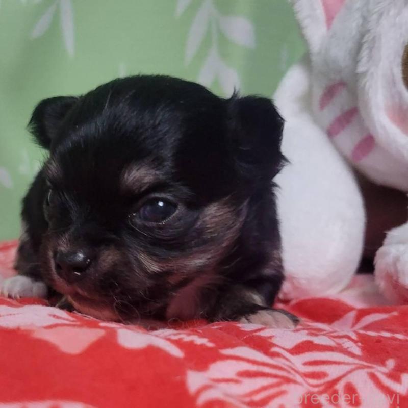 販売中の栃木県のチワワ(ロングコート)-452768の4枚目