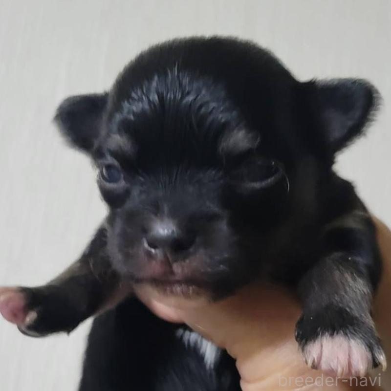 販売中の栃木県のチワワ(ロングコート)-452768の3枚目