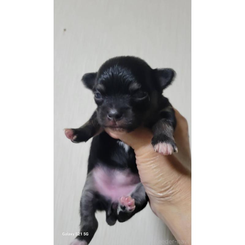 販売中の栃木県のチワワ(ロングコート)-452768の2枚目