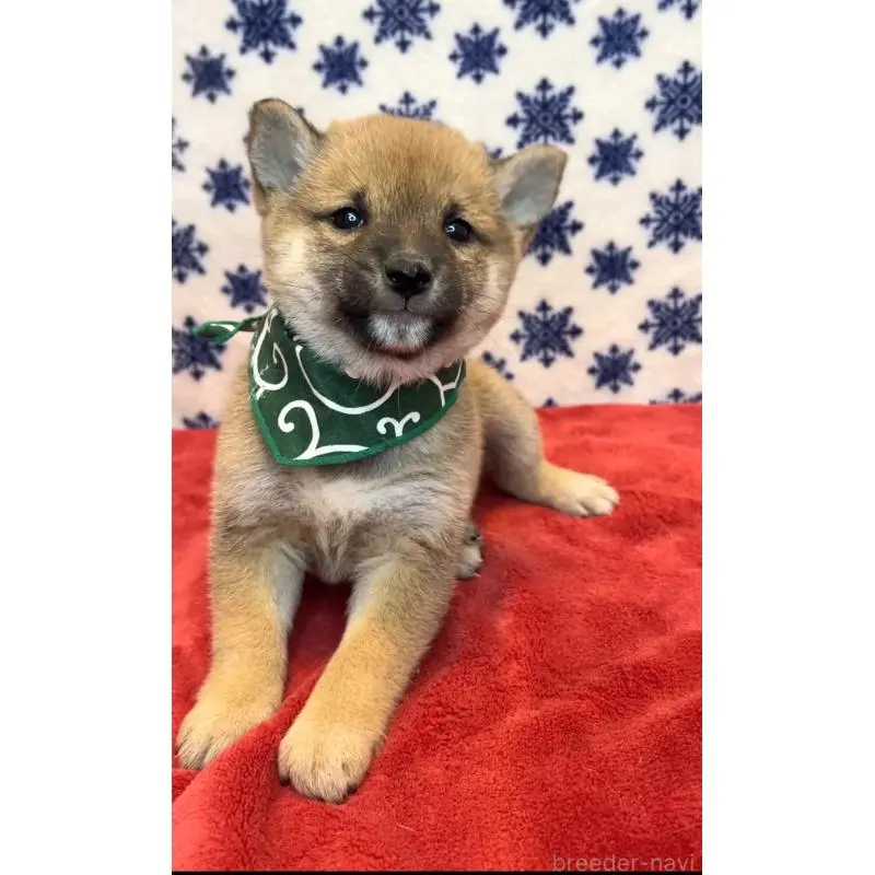 販売中の茨城県の豆柴-452769の5枚目