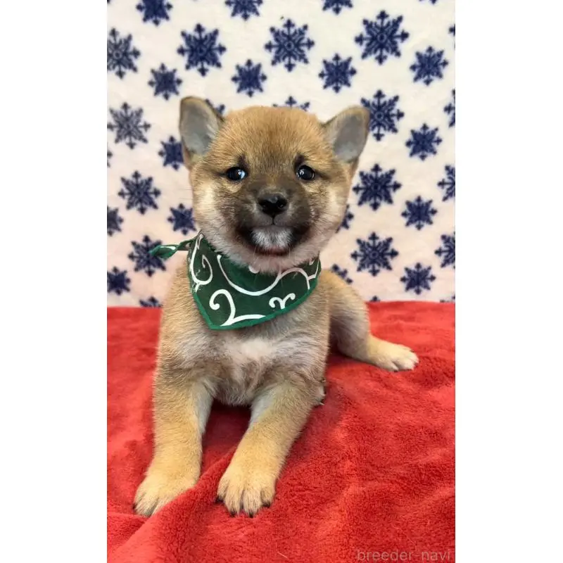 販売中の茨城県の豆柴-452769の4枚目