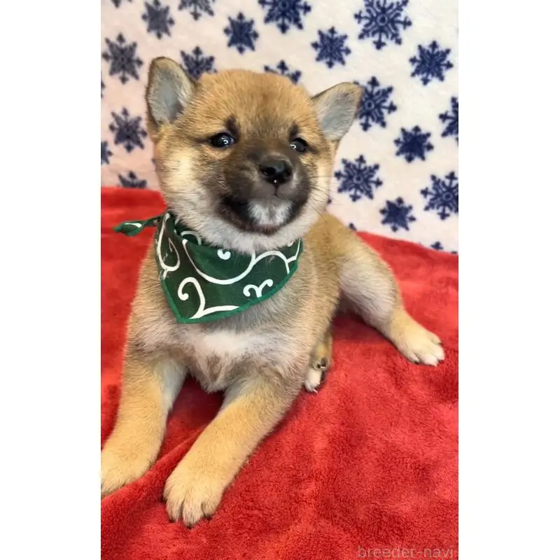 販売中の茨城県の豆柴-452769の3枚目