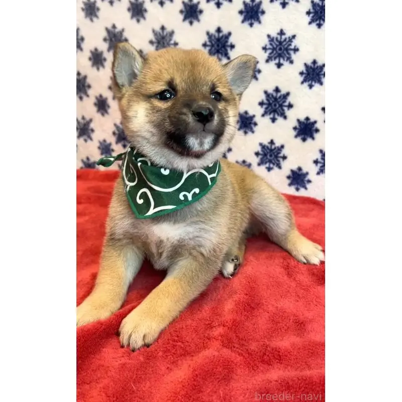 販売中の茨城県の豆柴-452769の2枚目