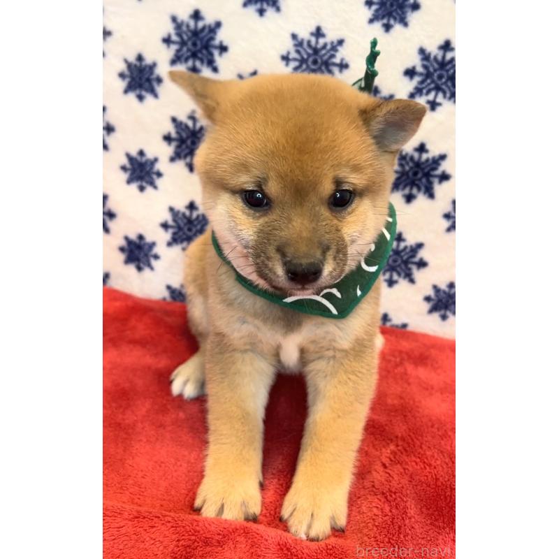 販売中の茨城県の豆柴-452770の5枚目