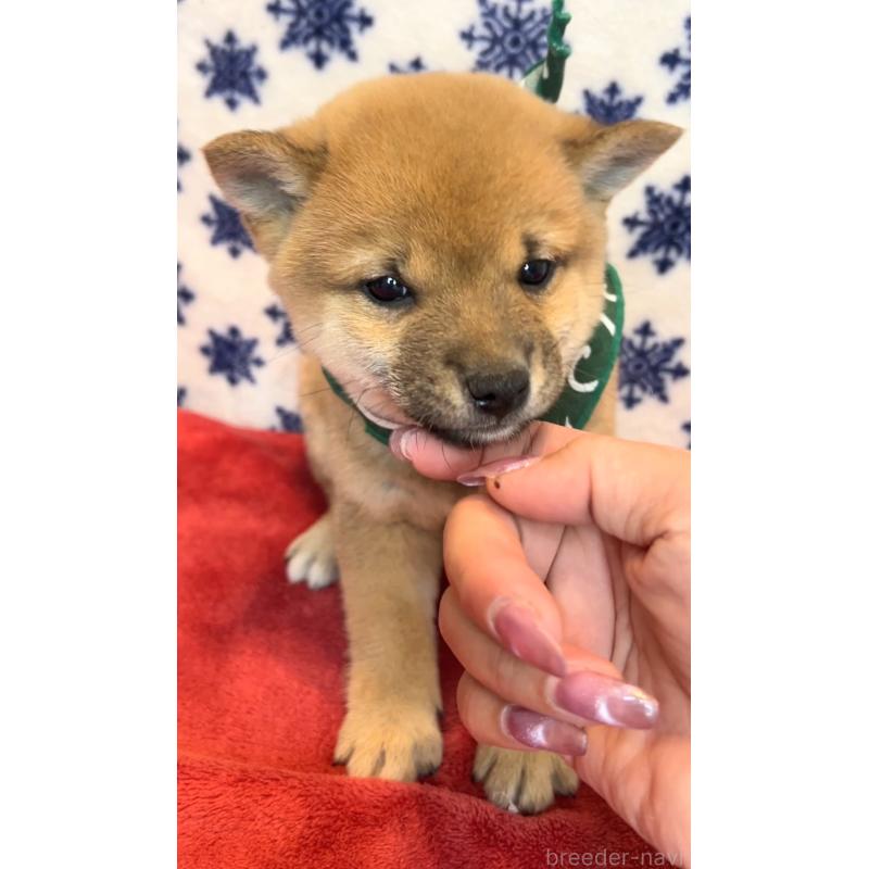 販売中の茨城県の豆柴-452770の3枚目