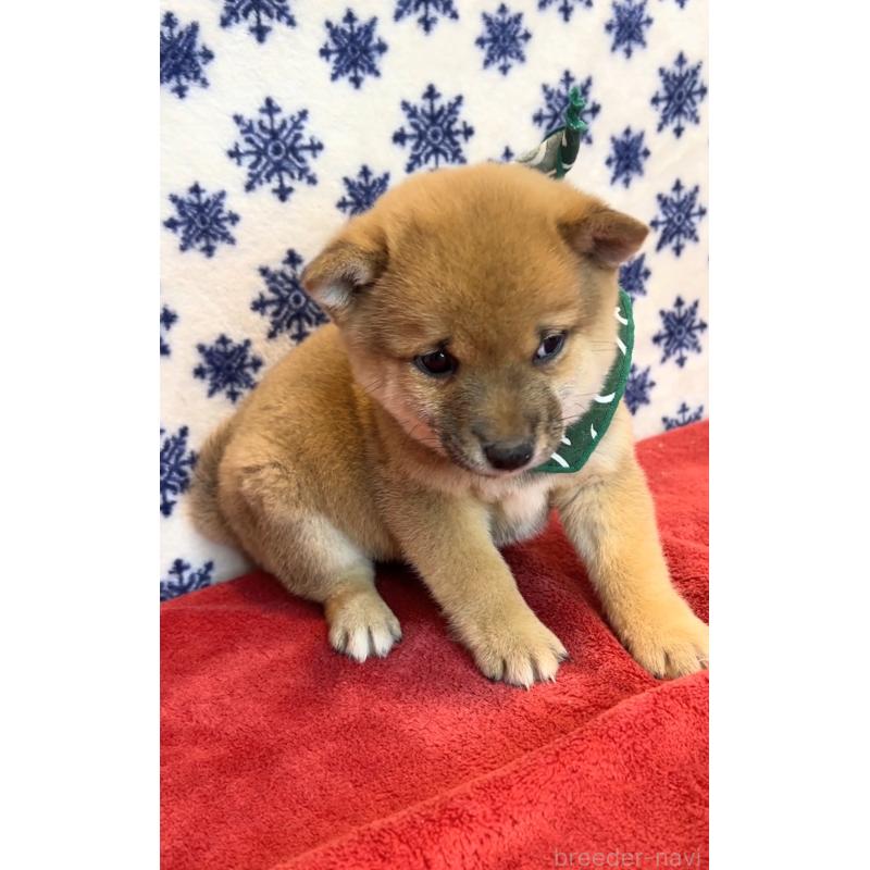 販売中の茨城県の豆柴-452770の2枚目