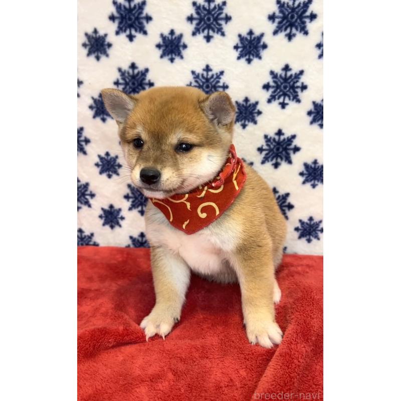 販売中の茨城県の豆柴-452771の5枚目