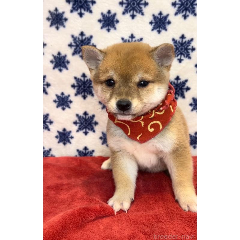 販売中の茨城県の豆柴-452771の4枚目