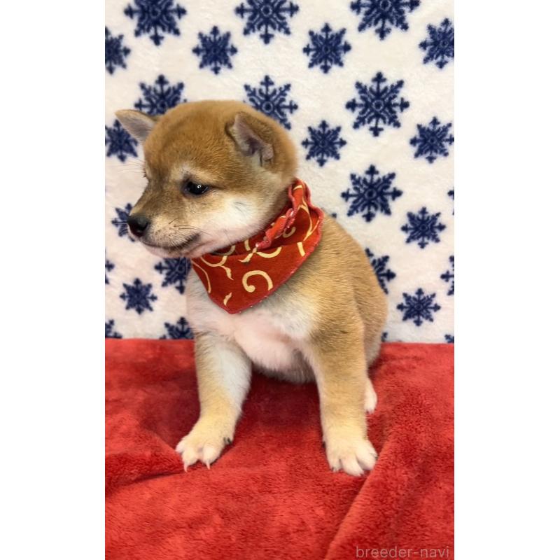 販売中の茨城県の豆柴-452771の3枚目