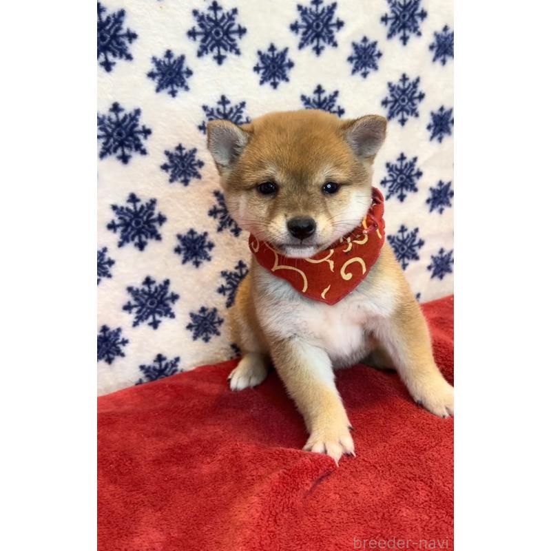 販売中の茨城県の豆柴-452771の2枚目