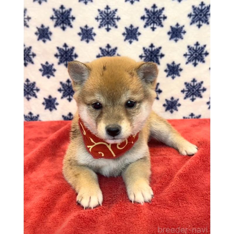 販売中の茨城県の豆柴-452775の5枚目