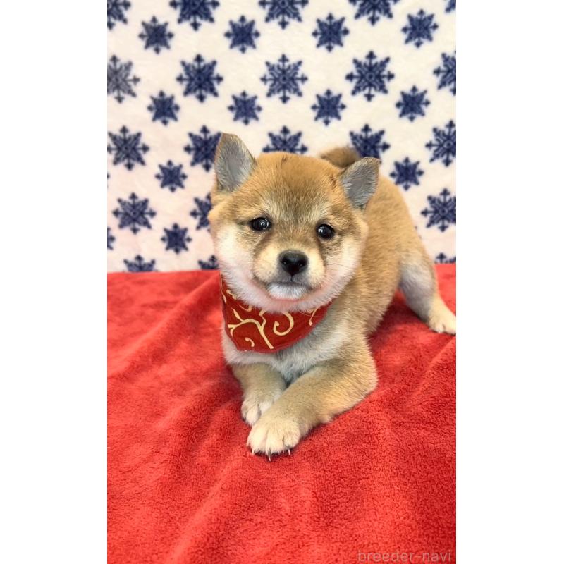 販売中の茨城県の豆柴-452775の4枚目