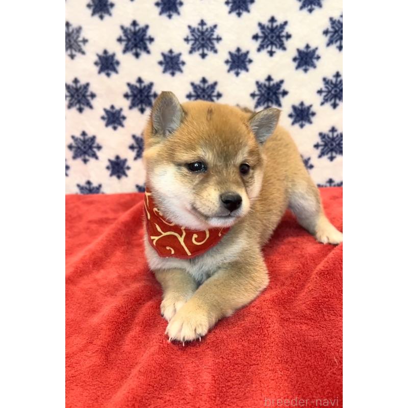 販売中の茨城県の豆柴-452775の3枚目