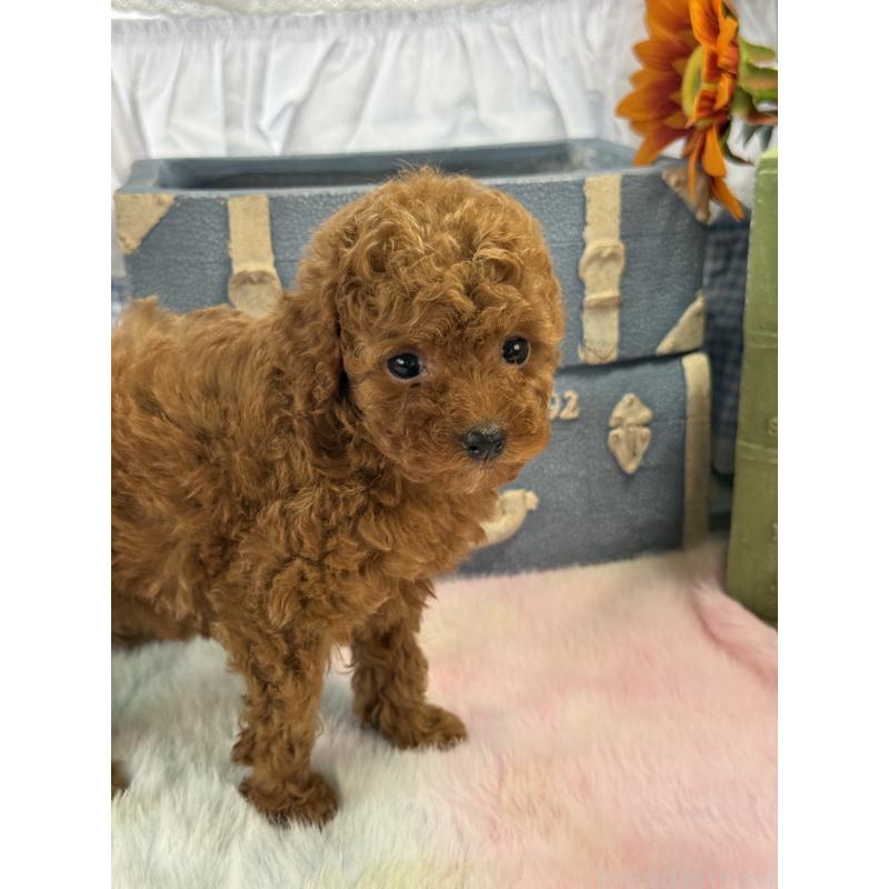 販売中の宮崎県のタイニープードル-452774の6枚目