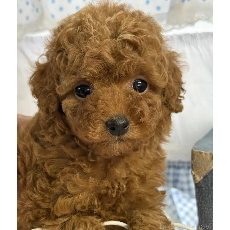 販売中の宮崎県のタイニープードル-452774の3枚目