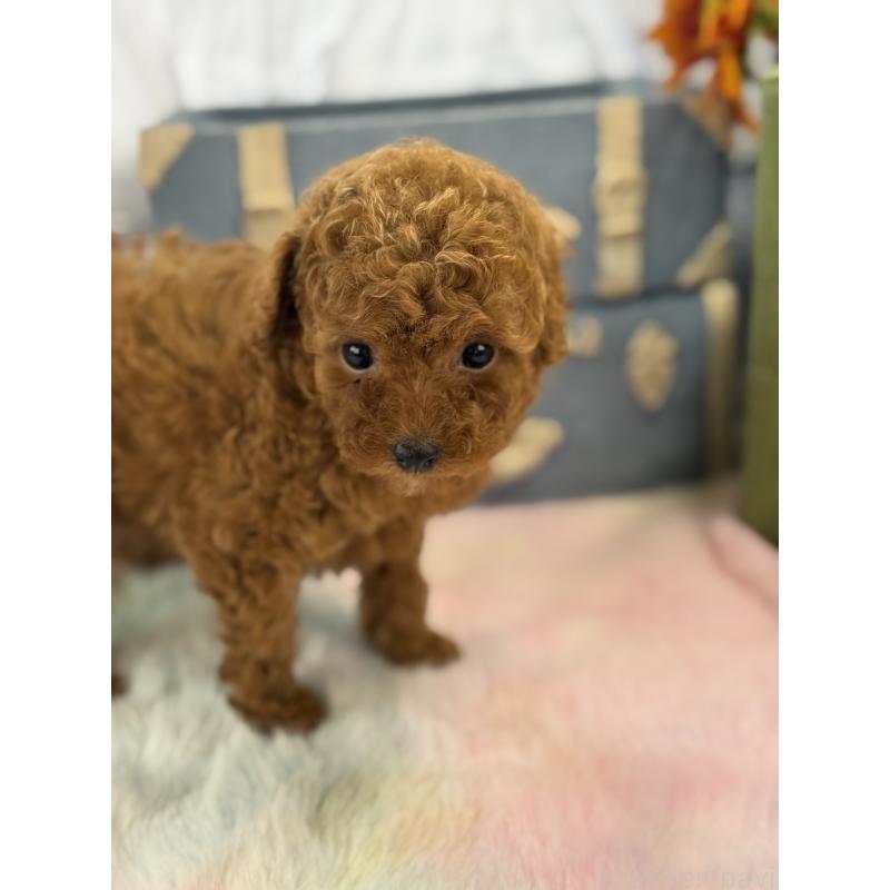 販売中の宮崎県のタイニープードル-452774の2枚目