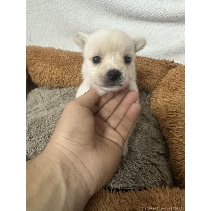 販売中の福岡県のミックス犬-452776の2枚目