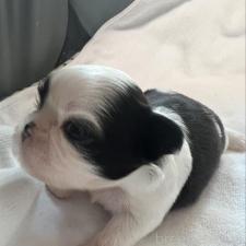 シーズーの子犬