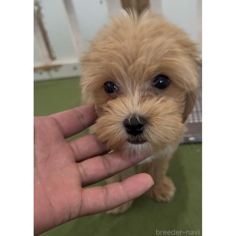 販売中の福岡県のマルプー:マルチーズ×トイプードル-444423の4枚目