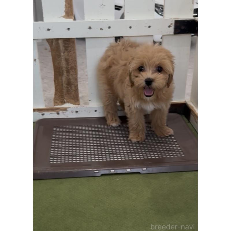 販売中の福岡県のマルプー:マルチーズ×トイプードル-444423の3枚目