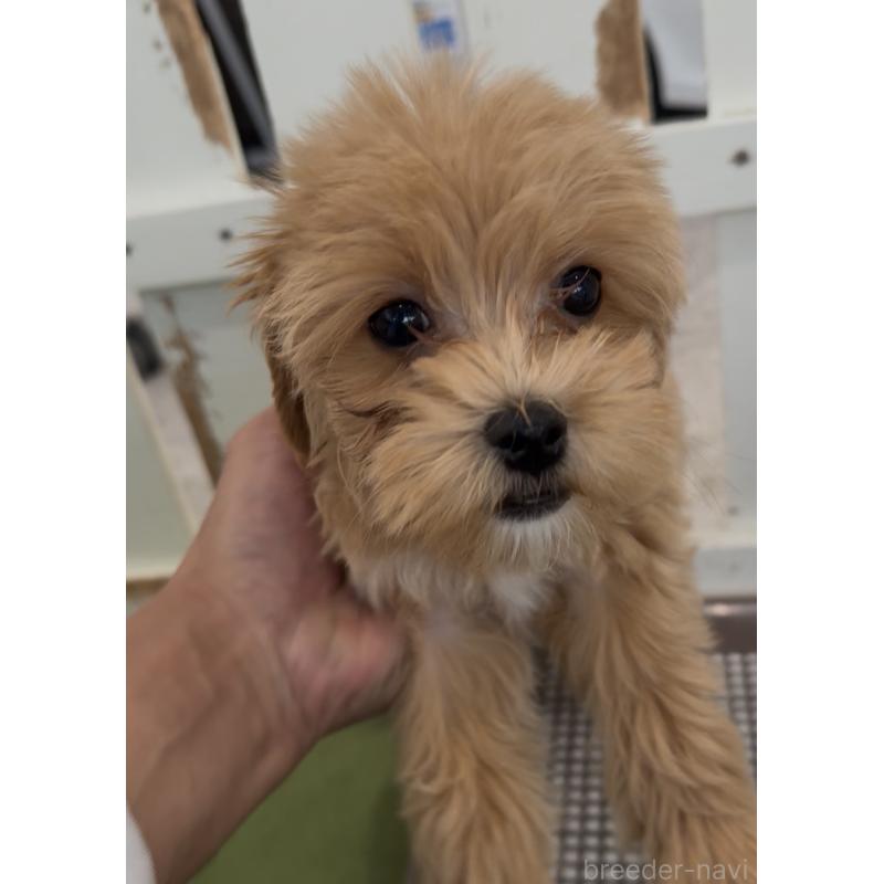 販売中の福岡県のマルプー:マルチーズ×トイプードル-444423の2枚目