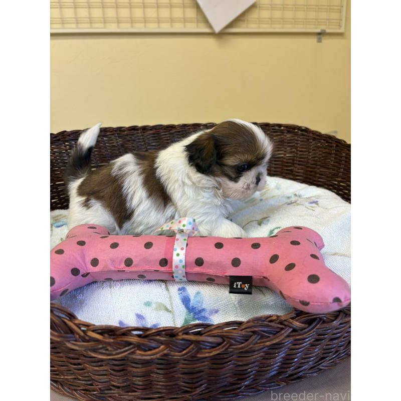 販売中の愛知県のシーズー-452777の6枚目