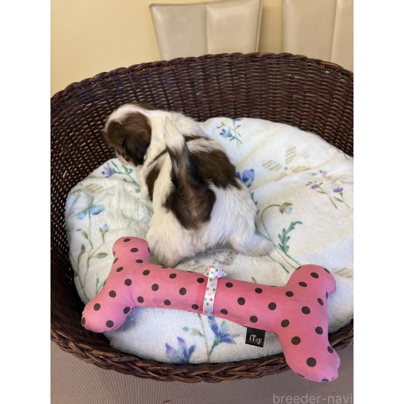 販売中の愛知県のシーズー-452777の5枚目