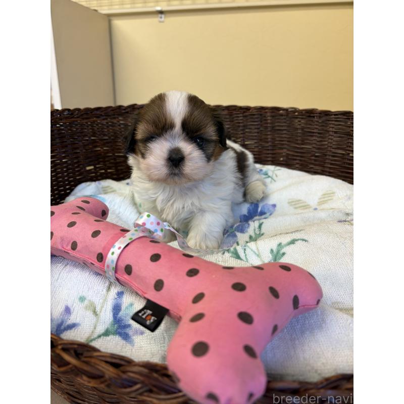 販売中の愛知県のシーズー-452777の4枚目