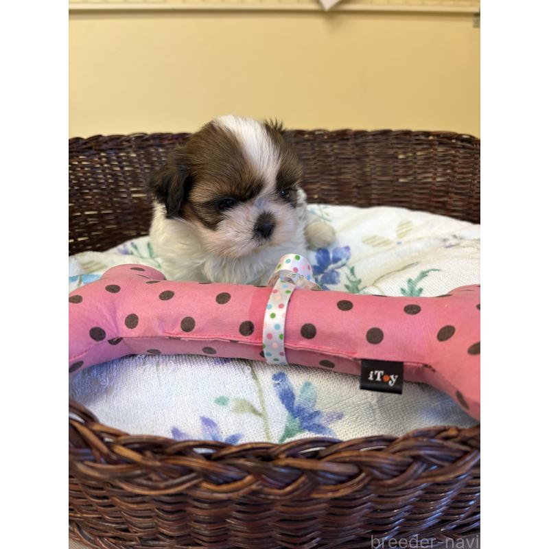 販売中の愛知県のシーズー-452777の3枚目