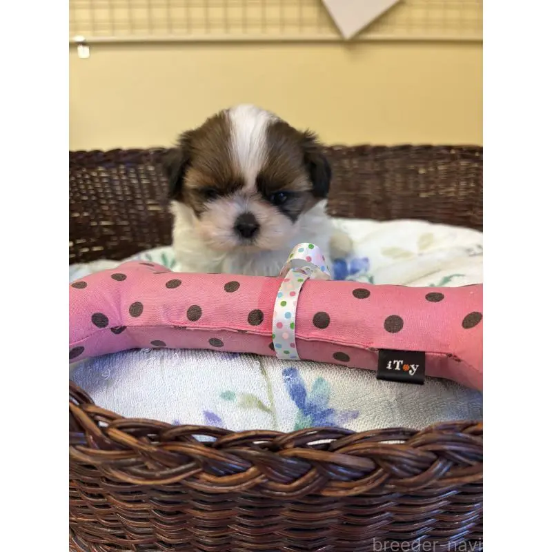 販売中の愛知県のシーズー-452777の2枚目