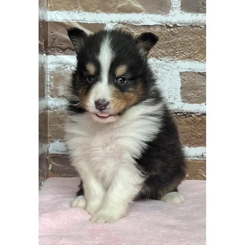 販売中の鹿児島県のシェットランドシープドッグ(シェルティ)-452780の8枚目