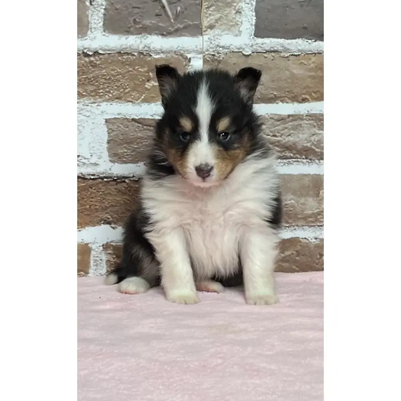 販売中の鹿児島県のシェットランドシープドッグ(シェルティ)-452780の7枚目