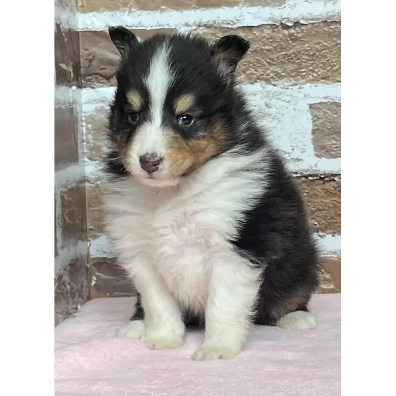 販売中の鹿児島県のシェットランドシープドッグ(シェルティ)-452780の6枚目