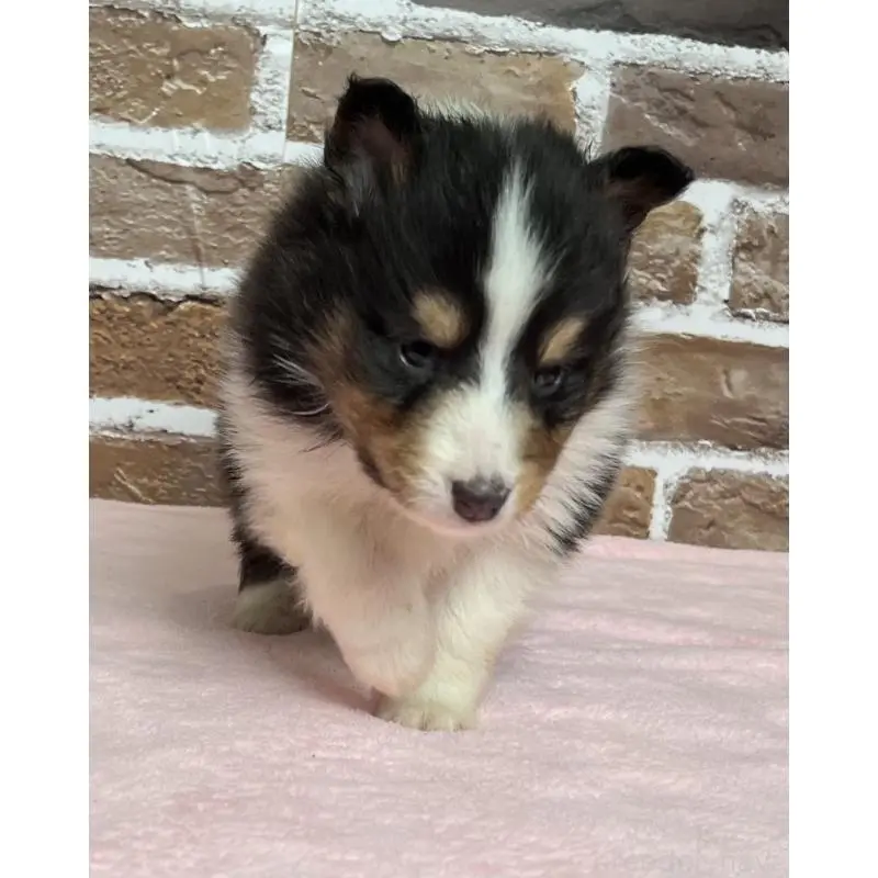 販売中の鹿児島県のシェットランドシープドッグ(シェルティ)-452780の5枚目