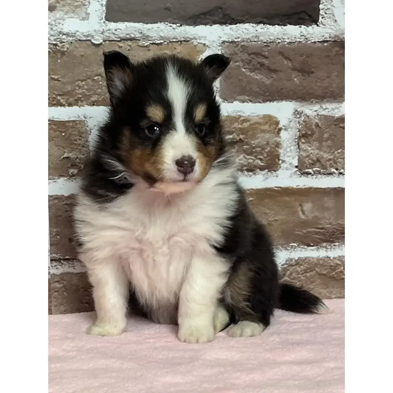 販売中の鹿児島県のシェットランドシープドッグ(シェルティ)-452780の4枚目