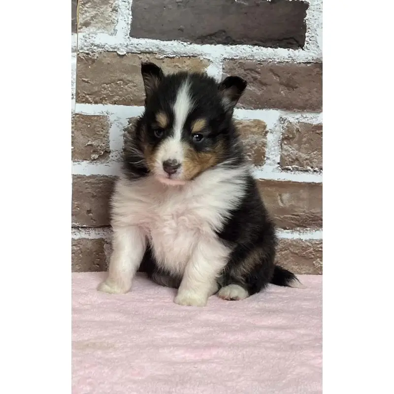 販売中の鹿児島県のシェットランドシープドッグ(シェルティ)-452780の3枚目