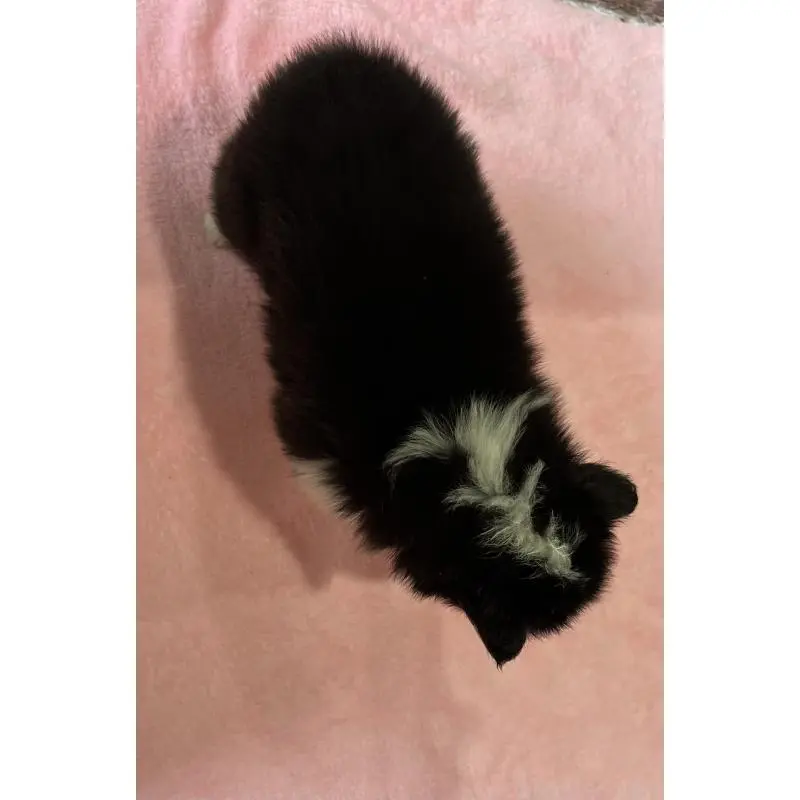 販売中の鹿児島県のシェットランドシープドッグ(シェルティ)-452780の2枚目