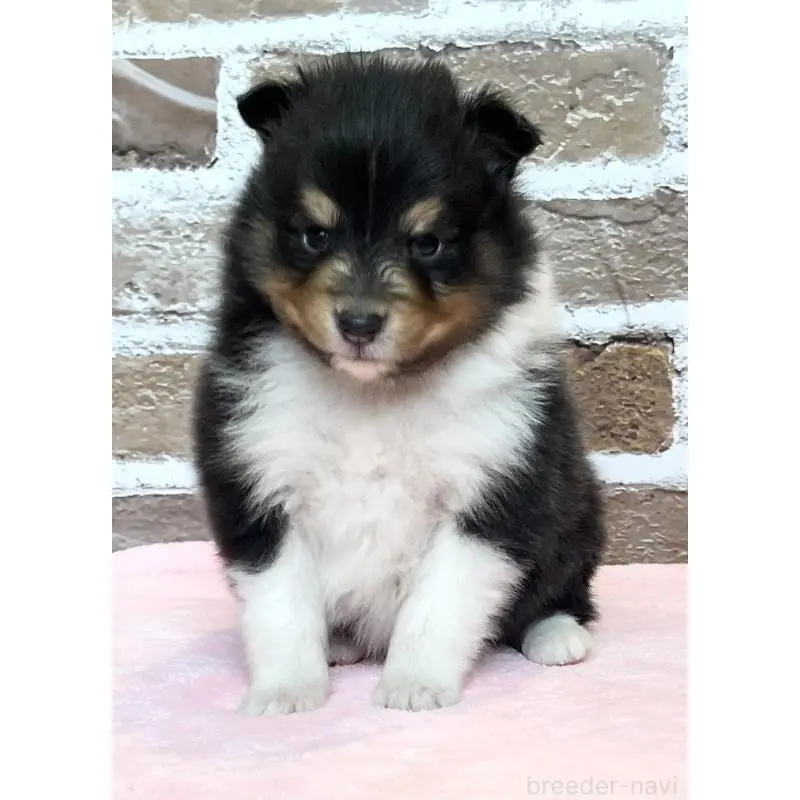 販売中の鹿児島県のシェットランドシープドッグ(シェルティ)-452781の11枚目