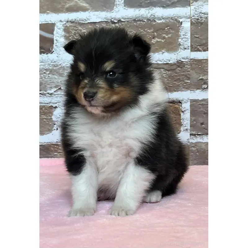 販売中の鹿児島県のシェットランドシープドッグ(シェルティ)-452781の10枚目