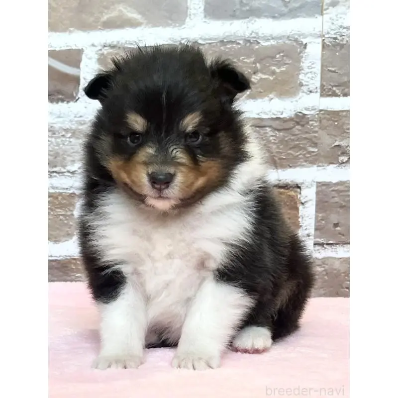 販売中の鹿児島県のシェットランドシープドッグ(シェルティ)-452781の9枚目