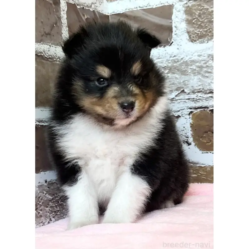 販売中の鹿児島県のシェットランドシープドッグ(シェルティ)-452781の8枚目