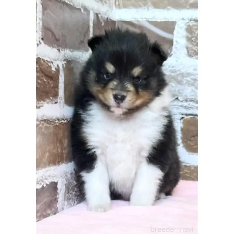 販売中の鹿児島県のシェットランドシープドッグ(シェルティ)-452781の7枚目