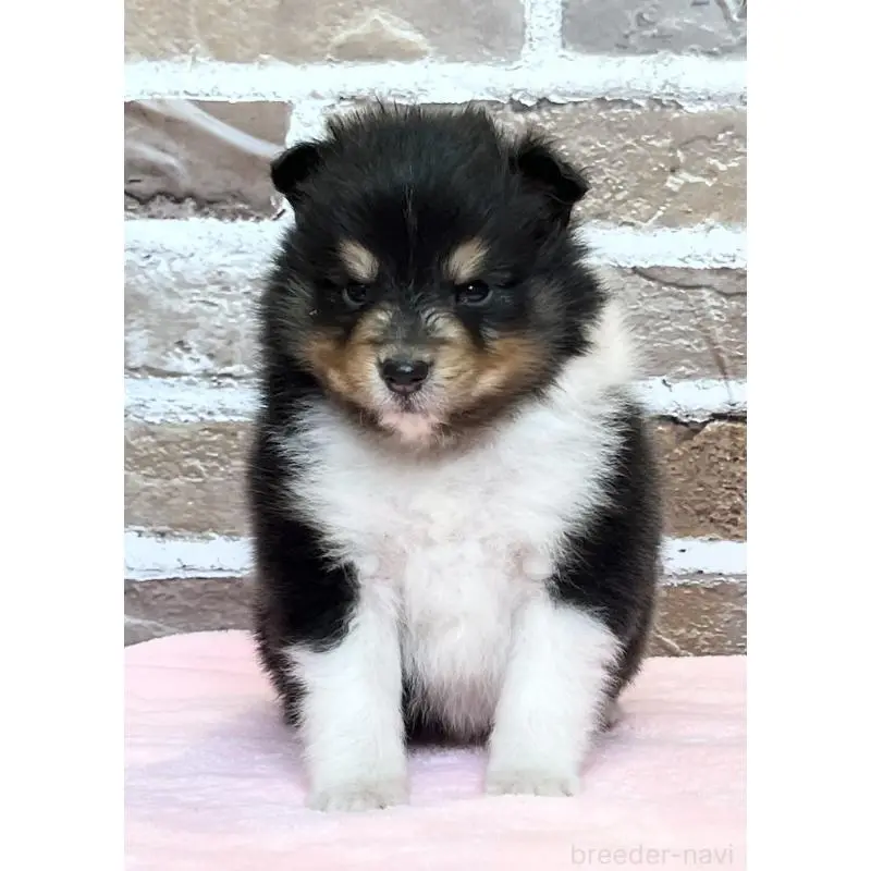 販売中の鹿児島県のシェットランドシープドッグ(シェルティ)-452781の6枚目