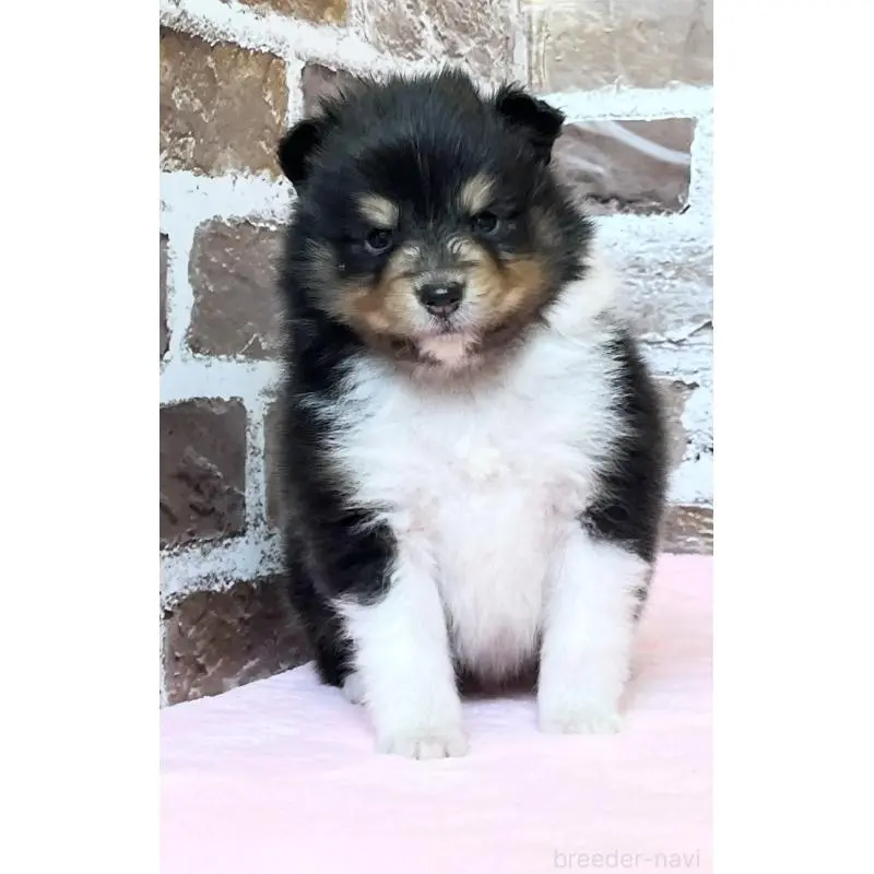 販売中の鹿児島県のシェットランドシープドッグ(シェルティ)-452781の5枚目